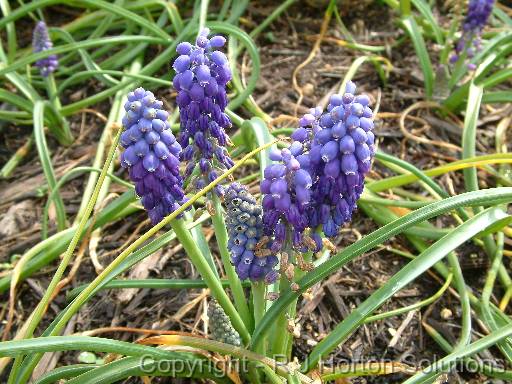 Grape Hyacinth 